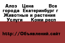 Алоэ › Цена ­ 150 - Все города, Екатеринбург г. Животные и растения » Услуги   . Коми респ.